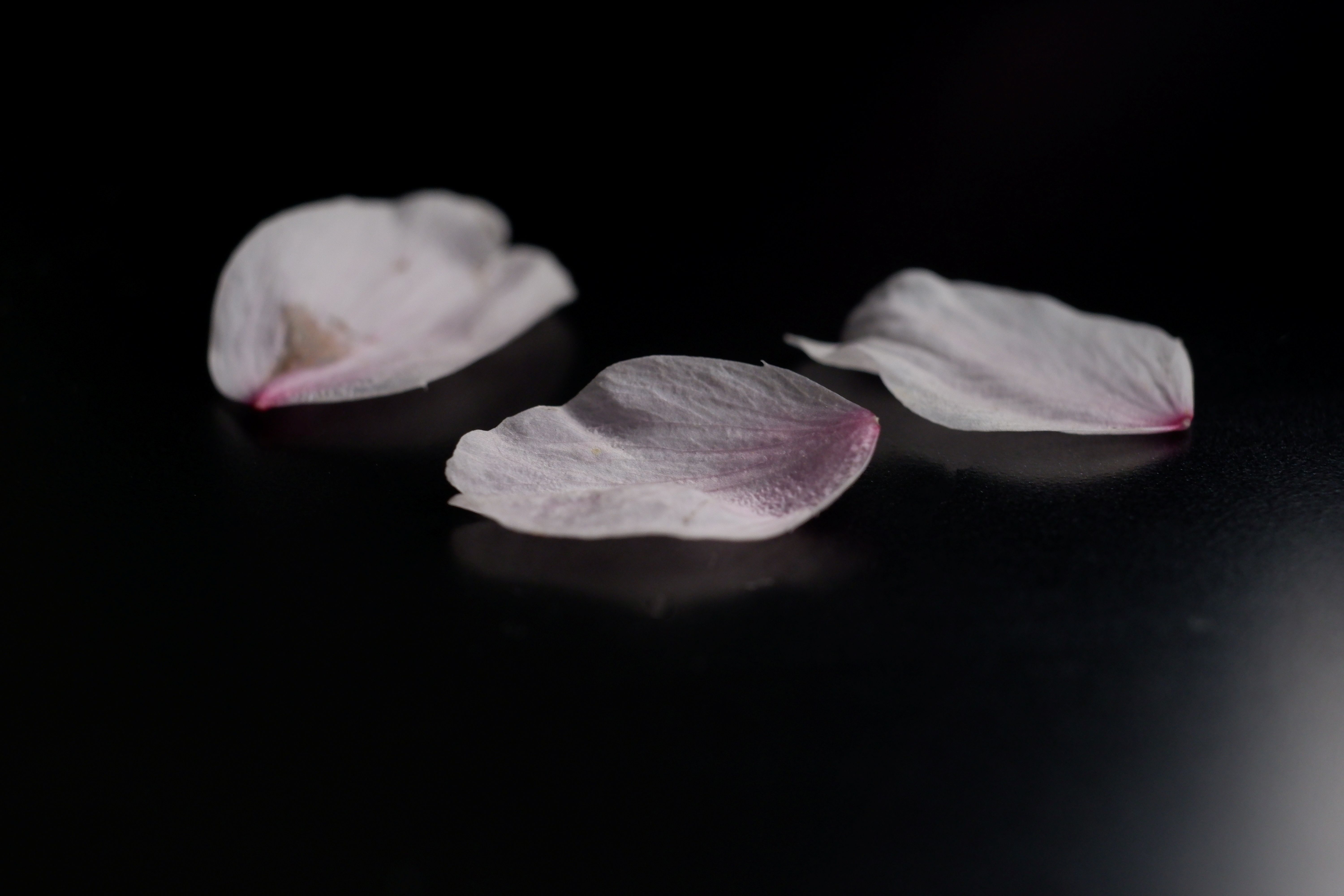 花びら